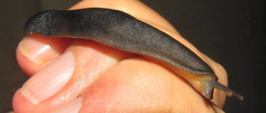 Laevicaulis natalensis natalensis