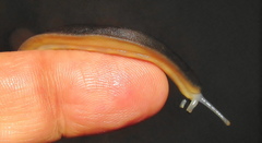Laevicaulis natalensis natalensis