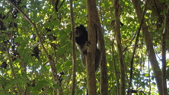 Callithrix jacchus × penicillata