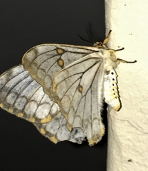 Pseudaphelia apollinaris