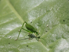 Platylyra californica