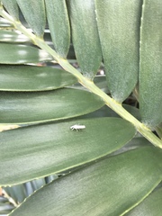 Lepidoptera
