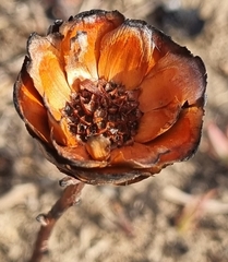 Protea simplex image
