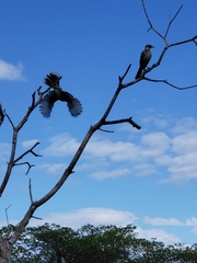 Mimus parvulus parvulus