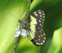 Catasticta sisamnus
