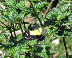 Catasticta sisamnus