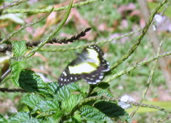 Catasticta sisamnus