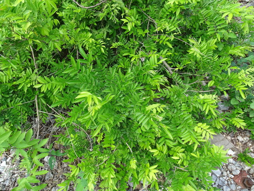 Image of Andira inermis by (c) Alexis López Hernández, some rights reserved (CC BY)