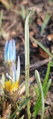 Gazania krebsiana subsp. serrulata image