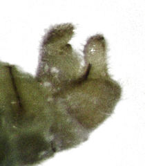 Acizzia acaciaebaileyanae