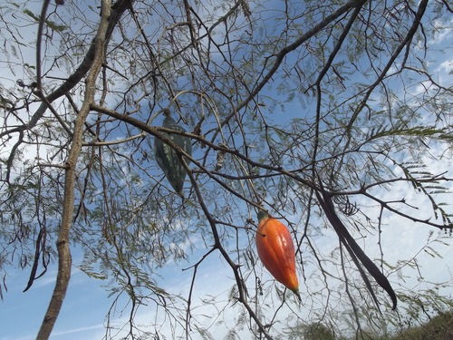 Ibervillea fusiformis (Ibervillea fusiformis)