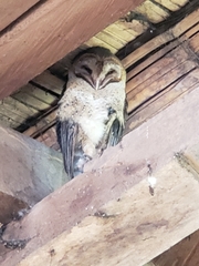 Tyto alba punctatissima