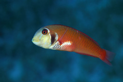 Rosy Razorfish photo 1