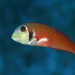 Rosy Razorfish - Photo (c) terence zahner, some rights reserved (CC BY-NC), uploaded by terence zahner