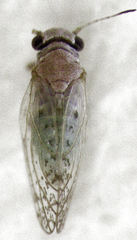 Acizzia acaciaebaileyanae