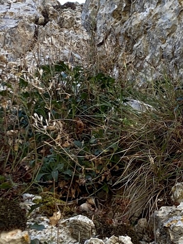 Silene mollissima