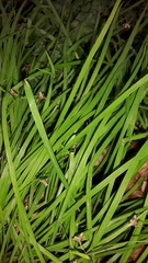 Arthropodium candidum