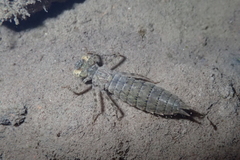 Polycanthagyna erythromelas