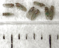 Acizzia acaciaebaileyanae