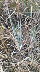 Andropogon virginicus
