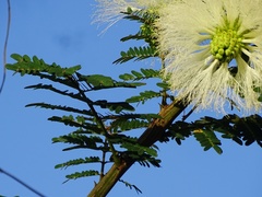 Pithecellobium macrandrium