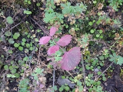 Packera sanguisorbae