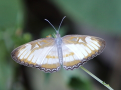 Mestra hersilia