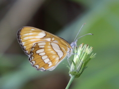 Mestra hersilia