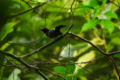 Cyanoloxia cyanoides