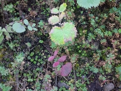 Packera sanguisorbae