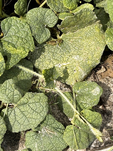 Trichosanthes scabra, photograph 2
