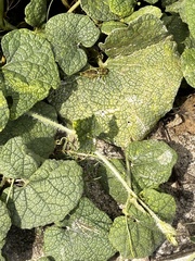 Scott Edmunds, CC0, iNaturalist via GBIF Trichosanthes scabra, photograph Scott Edmunds, CC0, iNaturalist via GBIF