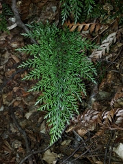 Asplenium richardii