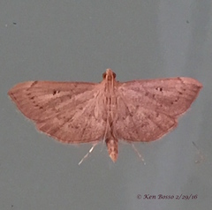 Geshna cannalis