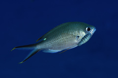 Anilocra chromis