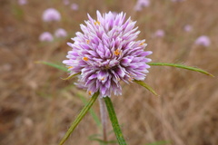 Gomphrena canescens