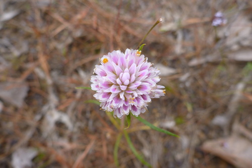 Image of Gomphrena canescens by (c) coenobita, some rights reserved (CC BY)