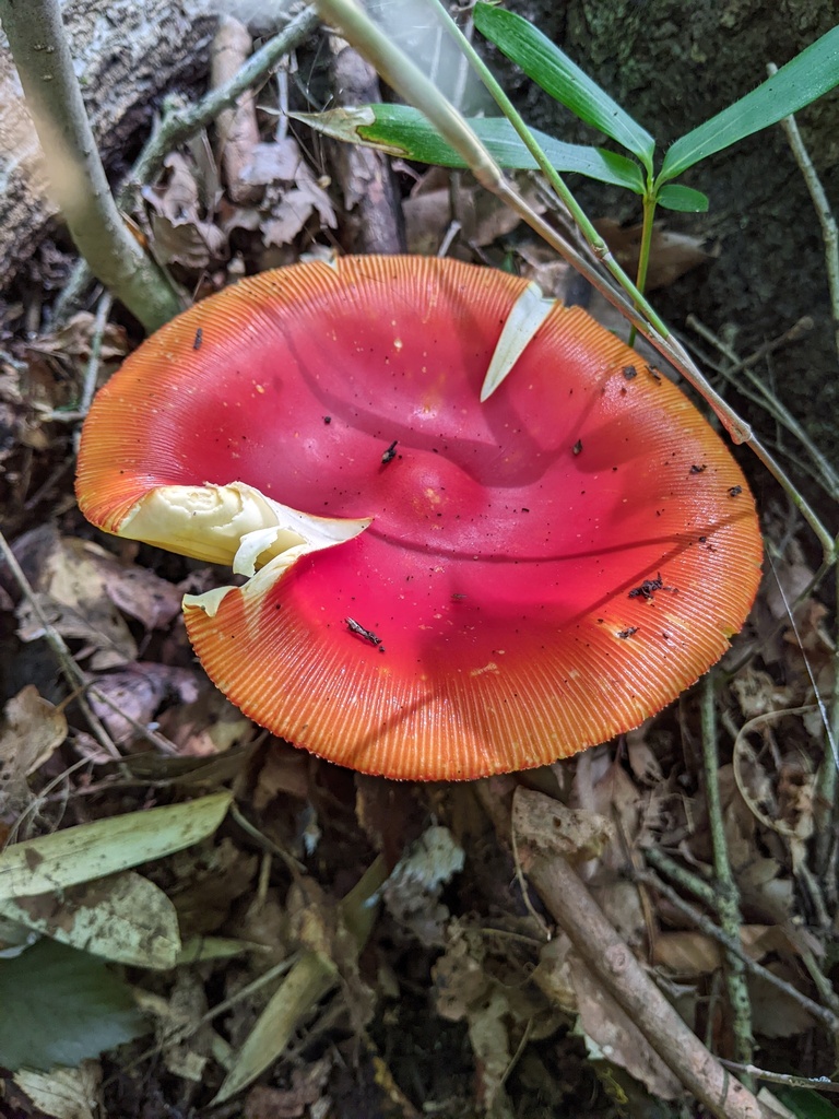 Amanita caesareoides · July 2022 · photo: © timur_kalininsky (iNaturalist, cc-by)
