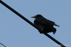 Corvus