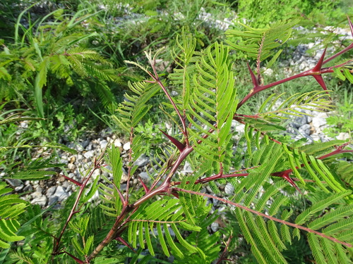 Image of Vachellia campeachiana by (c) Alexis López Hernández, some rights reserved (CC BY)
