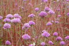 Gomphrena canescens