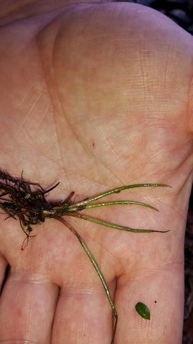 Image of Alpine Quillwort (Isoetes alpina) by (c) naturewatchwidow, some rights reserved (CC BY)