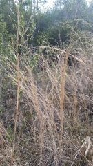 Andropogon virginicus