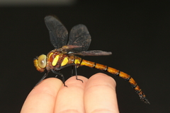 Polycanthagyna erythromelas