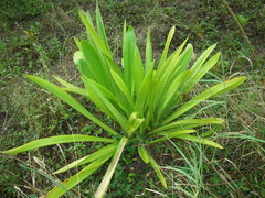 Hymenocallis littoralis
