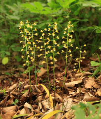 Oreorchis patens