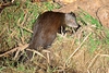 Kilimanjaro Marsh Mongoose - Photo (c) mikeloomis, some rights reserved (CC BY-NC), uploaded by mikeloomis