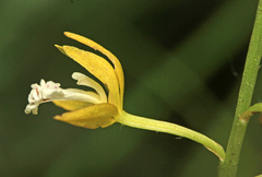 Oreorchis patens