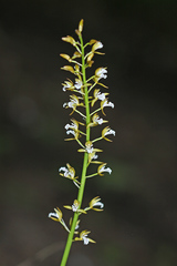 Oreorchis patens