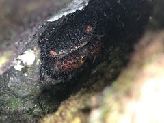 Eriphides hispida